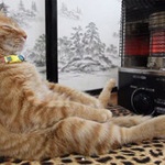 猫を保護したんやが室内飼いってかわいそう？ 	
