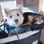 たかシェフのおうちごはん。と、白い犬。と、チワワ。