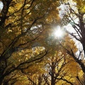 しつこく黄葉を撮る