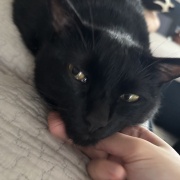 娘と私への猫の対応の違い