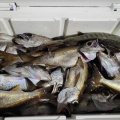 今週のお魚