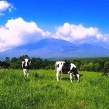 『【株式投資】あなたは酪農派?畜産派?』の画像