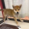お店のワンちゃん紹介🐶