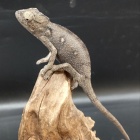 『爬虫類・両生類入荷情報！』の画像