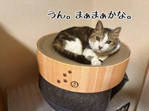 薄々気づいていたけどやっぱりか…