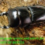 ブリーディングブログ