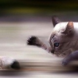 至高のタイミングに思わず声(音)が聞こえてきそうな37枚の動物画像