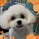 ペキプー　シャンプーカット　こたろうくん　平塚店市川