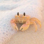 炭鉱のカナリア、炭鉱の龍