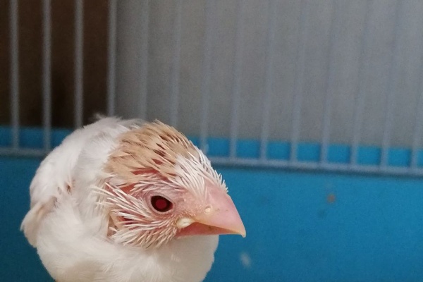 キンカチョウ・カナリヤ・十姉妹飼育など - 十姉妹