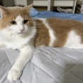 猫のための暑さ対策