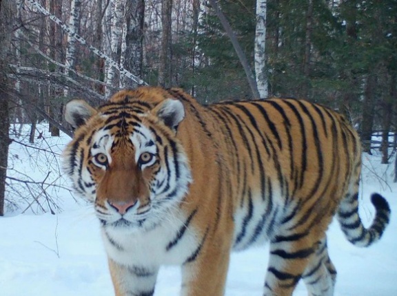 ロシア「お前らの国に生息する最大のネコ科の動物といえば何？」