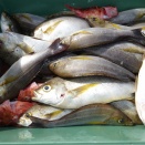 １０月２８日（火）晴　今日の釣果☆☆☆☆