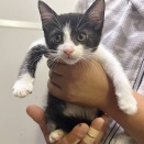 里親さんを待ってる猫たち(12/13)