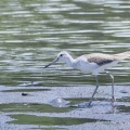 2026年6月12日の野鳥公園