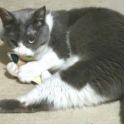 地震の翌日の猫たちの様子