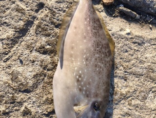 【画像】クソデカハゲが釣れた