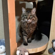 【猫写真】ずっと新聞の上をキープするマロちゃん
