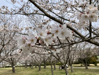 向島運動公園桜開花情報2026年
