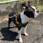 保護犬 ～預かり日記～