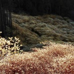 何度でも訪れたい日本の風景