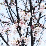 『OIだより（4800回記念）（78）一隅の灯（52）』の画像