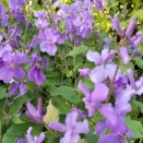 ハナダイコン(ムラサキハナナ)