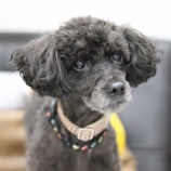 『譲渡会のお知らせ』の画像