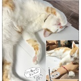 うちの犬のルカ。【８１】