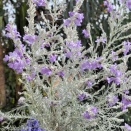 エレモフィラニベア