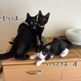 ミライちゃんのお届けでした。☆エクオールニブイチ