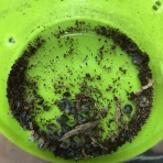 特撮好きの虫飼育日記