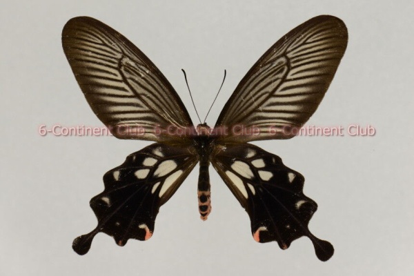 セイロンキシタアゲハ♂標本★スリランカ★ 106mm入手困難エリア鮮度抜群 2015auc-119.JPG