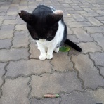 好きなもの･･･猫と旅と･･･