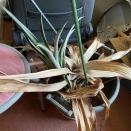 2023年3月　パイナップルに挑戦（結局失敗）からの復活