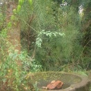 枕崎行ってきた。