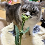 猫とふたり暮らし～evaとaiaiの日常～