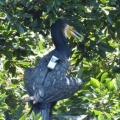 2026年7月20日の野鳥公園