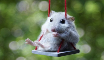 ヒャッハーーー!!春の動物祭りの時間だァーーーーー!!