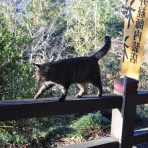 みー猫の山旅風景写真