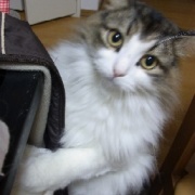 ネットで一目惚れしてすぐに会いに行った猫（21年前）