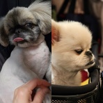 らっき～先輩と弟子のぷく(笑)