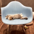 ワンラブ　ミナーラ奈良店🐱❤️