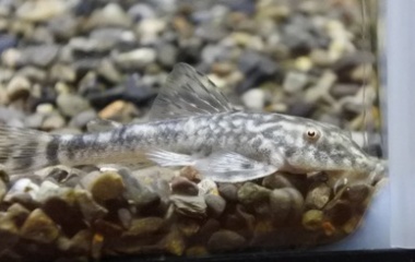 『2月18日(金)熱帯魚入荷情報～』の画像