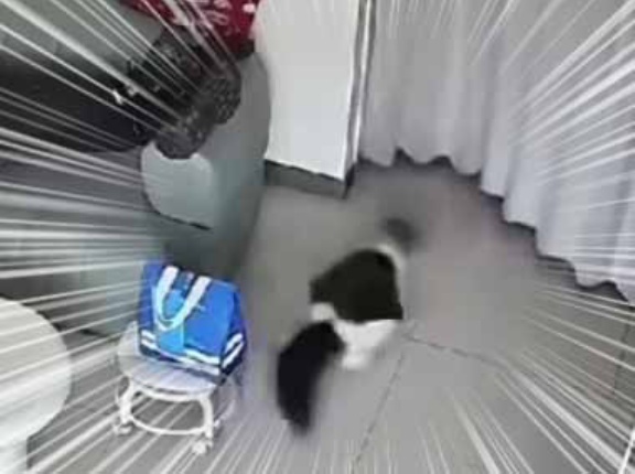 ２匹のネコが慌てた様子で部屋の奥に逃げ出した。飼い主はソファで横になっている。何ごとかな？ → ファッ！？…