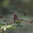 『投稿：BORG107FLによるトンボ　2023/07/17』の画像