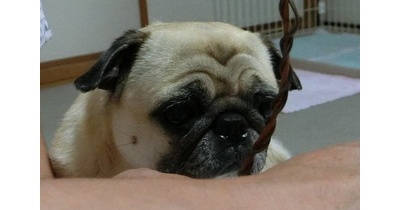 可愛い先生