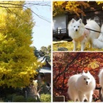 シェビーズのブログ