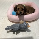 ミニチュアダックス