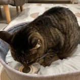 理想の「猫に木天蓼」が怖かった話